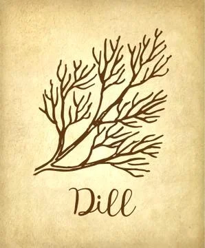 Ink sketch of dill. Stock Illustration