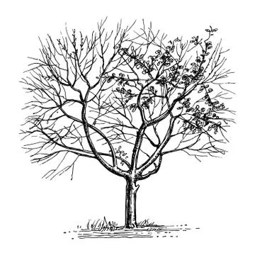 Ink sketch of dry tree. Stock-Illustration