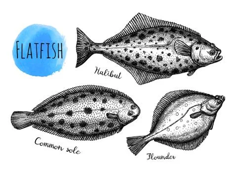Ink sketch of flatfish Stock Illustration