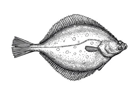 Ink sketch of flounder. Stock Illustration