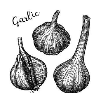 Ink sketch of garlic. Illustrazione stock