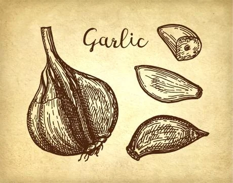 Ink sketch of garlic. Stock Illustration