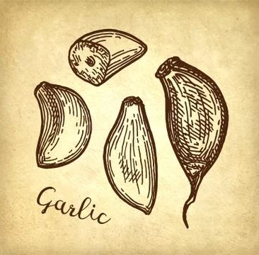 Ink sketch of garlic. Stock-Illustration