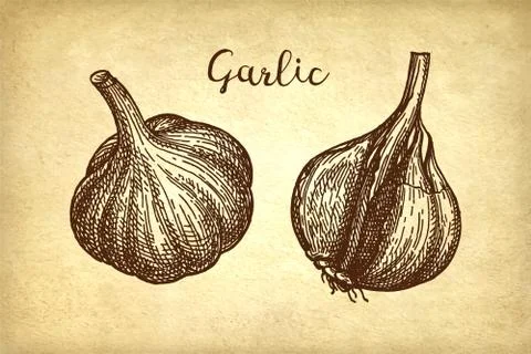 Ink sketch of garlic. Illustrazione stock