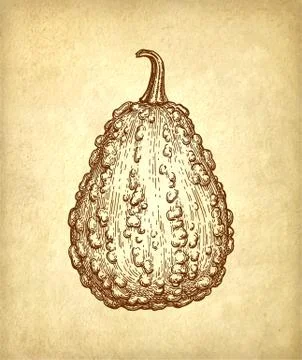 Ink sketch of gourd Stock Illustration