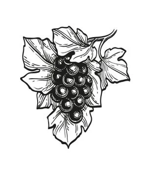 Ink sketch of grapes. Illustrazione stock