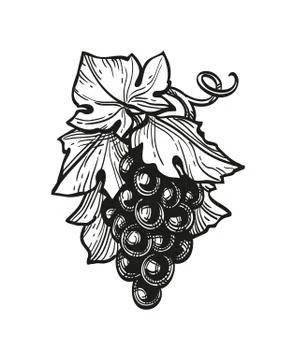 Ink sketch of grapes. Stock Illustration