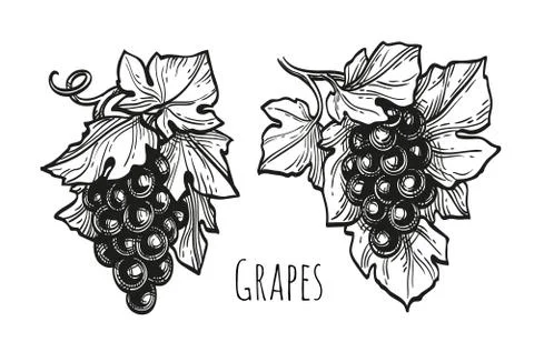 Ink sketch of grapes. Stock Illustration