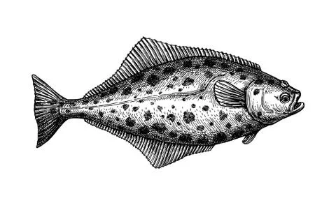 Ink sketch of halibut. Stock-Illustration