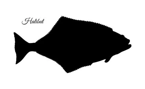 Ink sketch of halibut. Stock Illustration