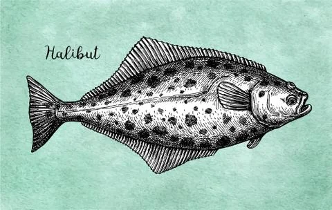 Ink sketch of halibut. Stock Illustration