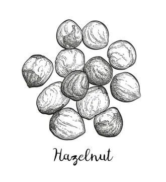 Ink sketch of hazelnut. Stock Illustration