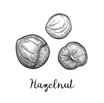 Ink sketch of hazelnut. Stock Illustration