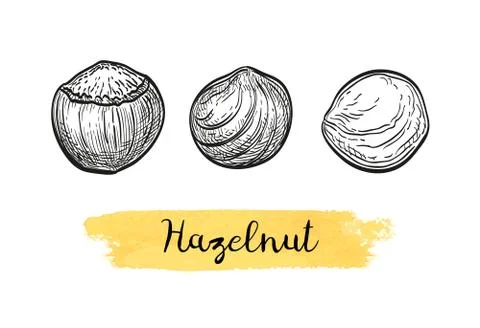 Ink sketch of hazelnut. Stock Illustration