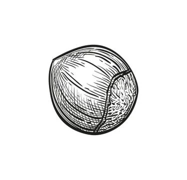 Ink sketch of hazelnut. Stock Illustration