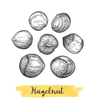 Ink sketch of hazelnut. Stock Illustration