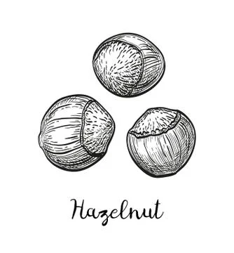 Ink sketch of hazelnut. Stock Illustration