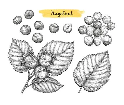 Ink sketch of hazelnut. Stock Illustration