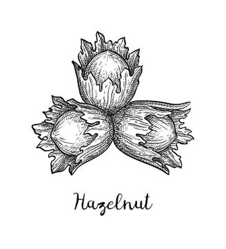 Ink sketch of hazelnut. Stock Illustration