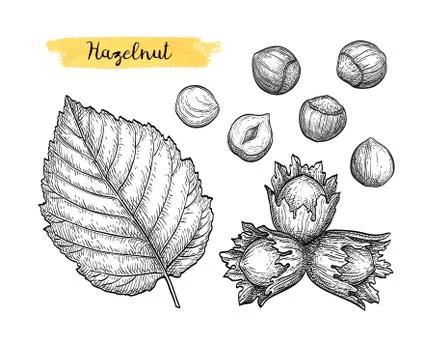 Ink sketch of hazelnut. Stock Illustration