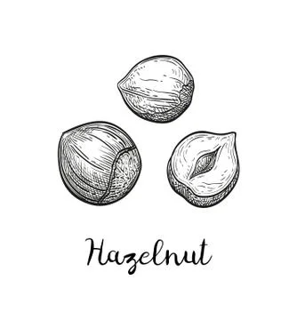 Ink sketch of hazelnut. Stock Illustration