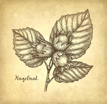 Ink sketch of hazelnut. Stock Illustration