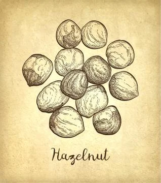 Ink sketch of hazelnut. Stock Illustration