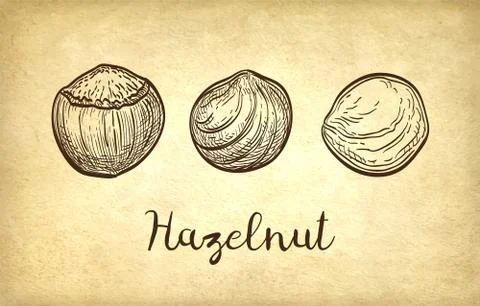Ink sketch of hazelnut. Stock Illustration