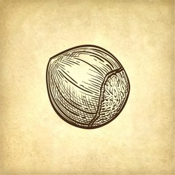 Ink sketch of hazelnut. Stock Illustration