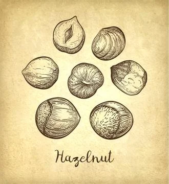 Ink sketch of hazelnut. Stock Illustration