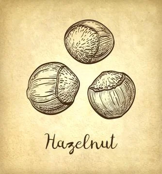 Ink sketch of hazelnut. Stock Illustration
