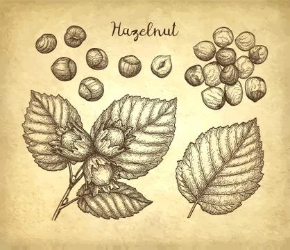 Ink sketch of hazelnut. Stock Illustration