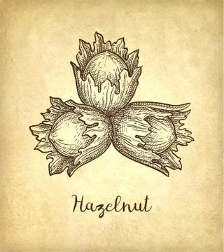 Ink sketch of hazelnut. Stock Illustration
