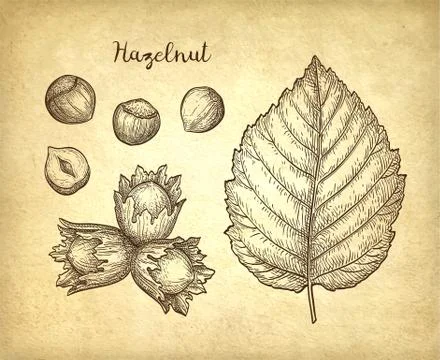 Ink sketch of hazelnut. Stock Illustration