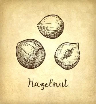 Ink sketch of hazelnut. Stock Illustration