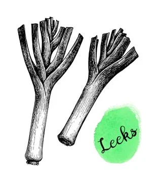 Ink sketch of leeks. Illustrazione stock