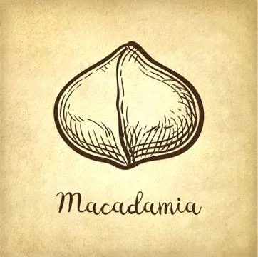 Ink sketch of Macadamia. Illustrazione stock
