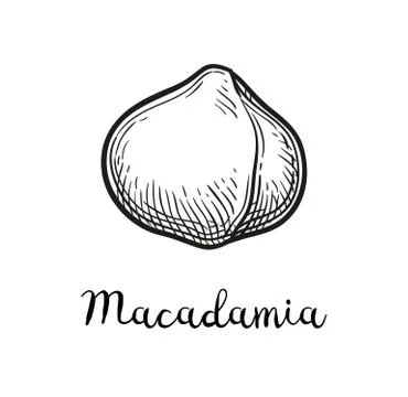 Ink sketch of Macadamia. Stock Illustration