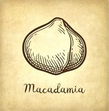 Ink sketch of Macadamia. Illustrazione stock