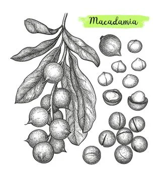 Ink sketch of Macadamia. Stock Illustration