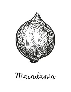Ink sketch of Macadamia. Stock Illustration