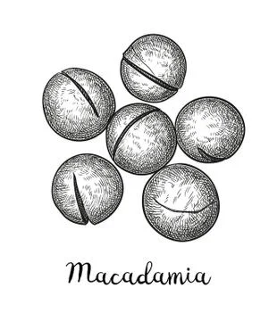 Ink sketch of Macadamia. Stock Illustration