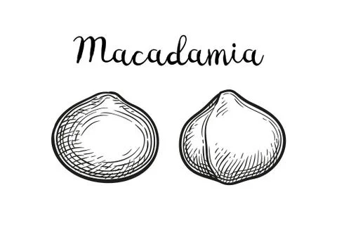 Ink sketch of Macadamia. Illustrazione stock