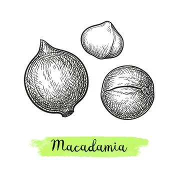Ink sketch of Macadamia. Illustrazione stock