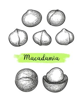 Ink sketch of Macadamia. Stock Illustration