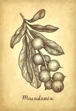 Ink sketch of Macadamia. Stock Illustration