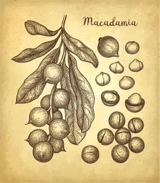 Ink sketch of Macadamia. Stock Illustration