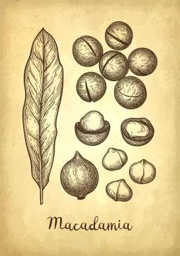 Ink sketch of Macadamia. Illustrazione stock