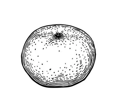 Ink sketch of mandarin orange. Illustrazione stock