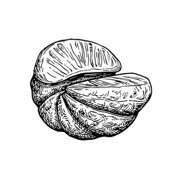 Ink sketch of mandarin orange. Illustrazione stock